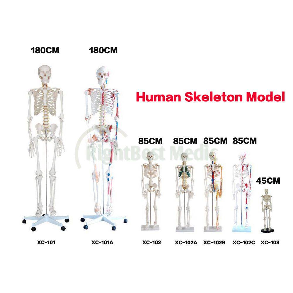Сколько весят кости человека? | medded.ru
