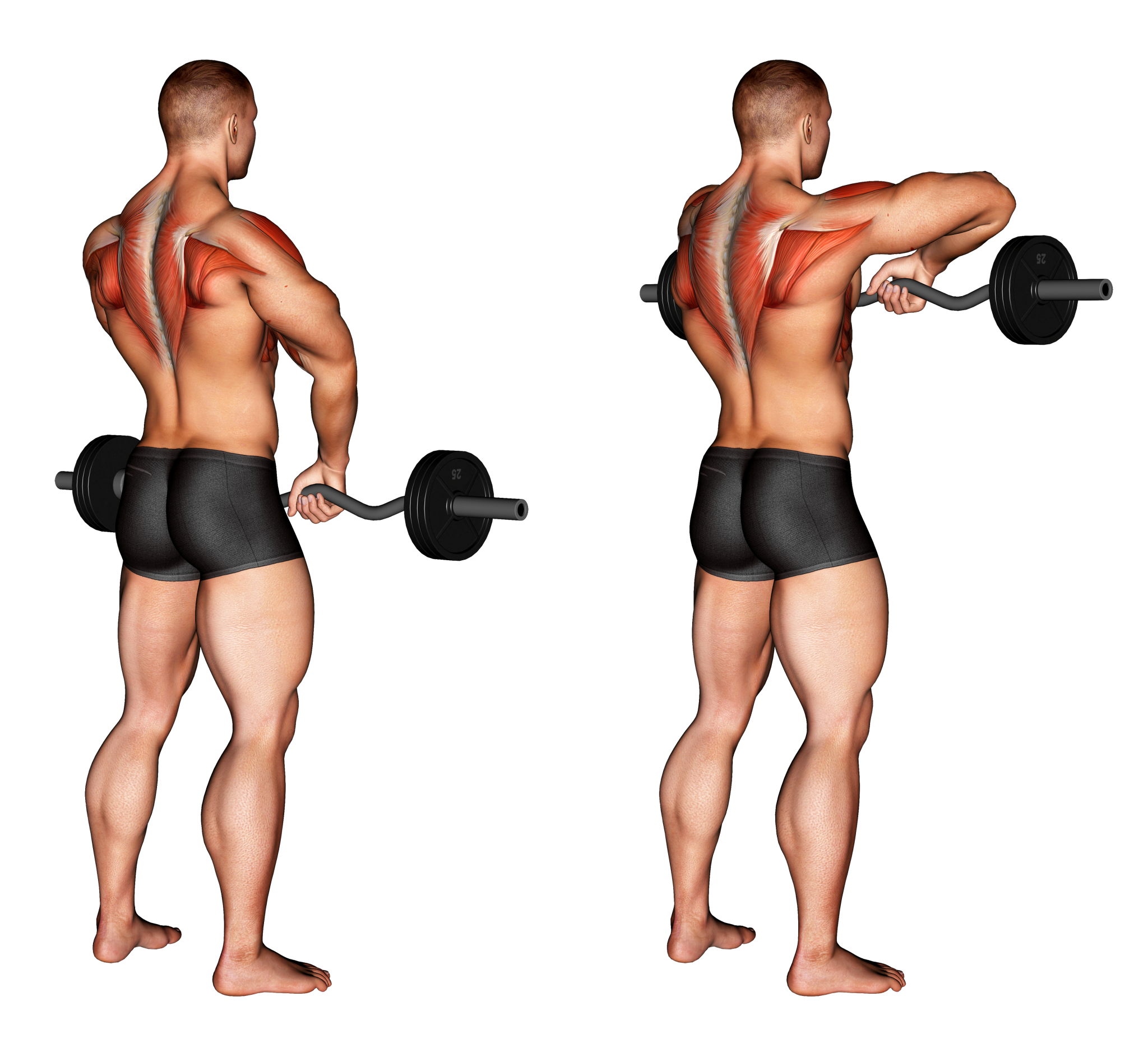 Тяга штанги к подбородку: техника, какие мышцы работают