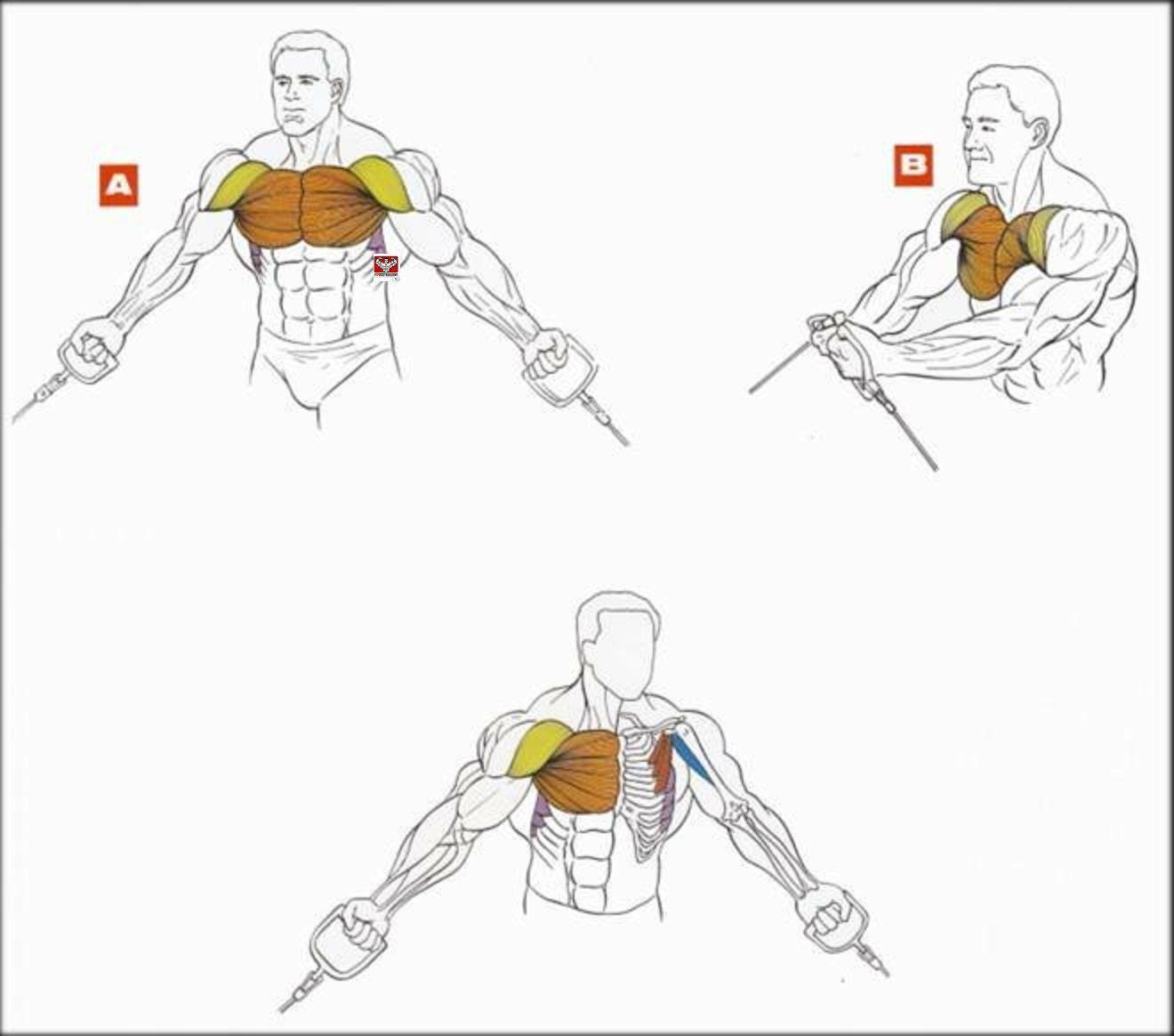 6 упражнений, которые быстро прокачают все части грудных мышц | brodude.ru