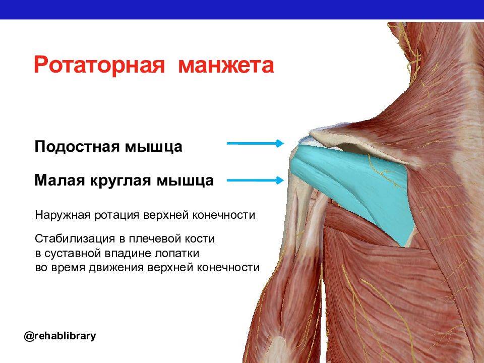 Разрыв  вращательной "манжеты" плеча - симптомы болезни, профилактика и лечение разрывов  вращательной "манжеты" плеча, причины заболевания и его диагностика на eurolab