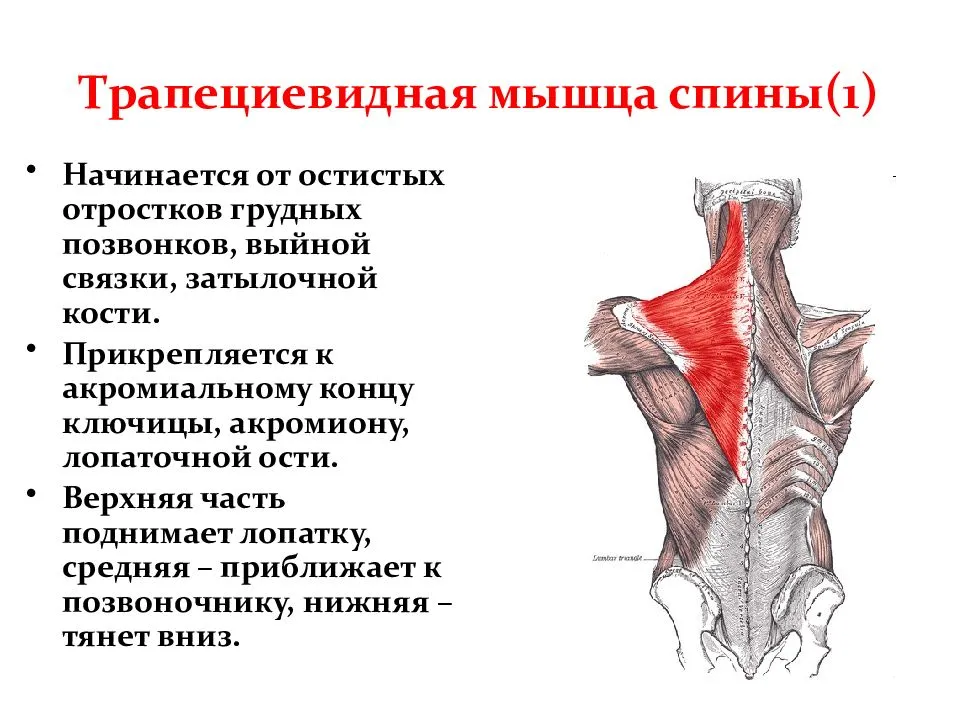 Мышца трапецевидная: функции, где находится, анатомия, лечение, массаж и причины напряжения