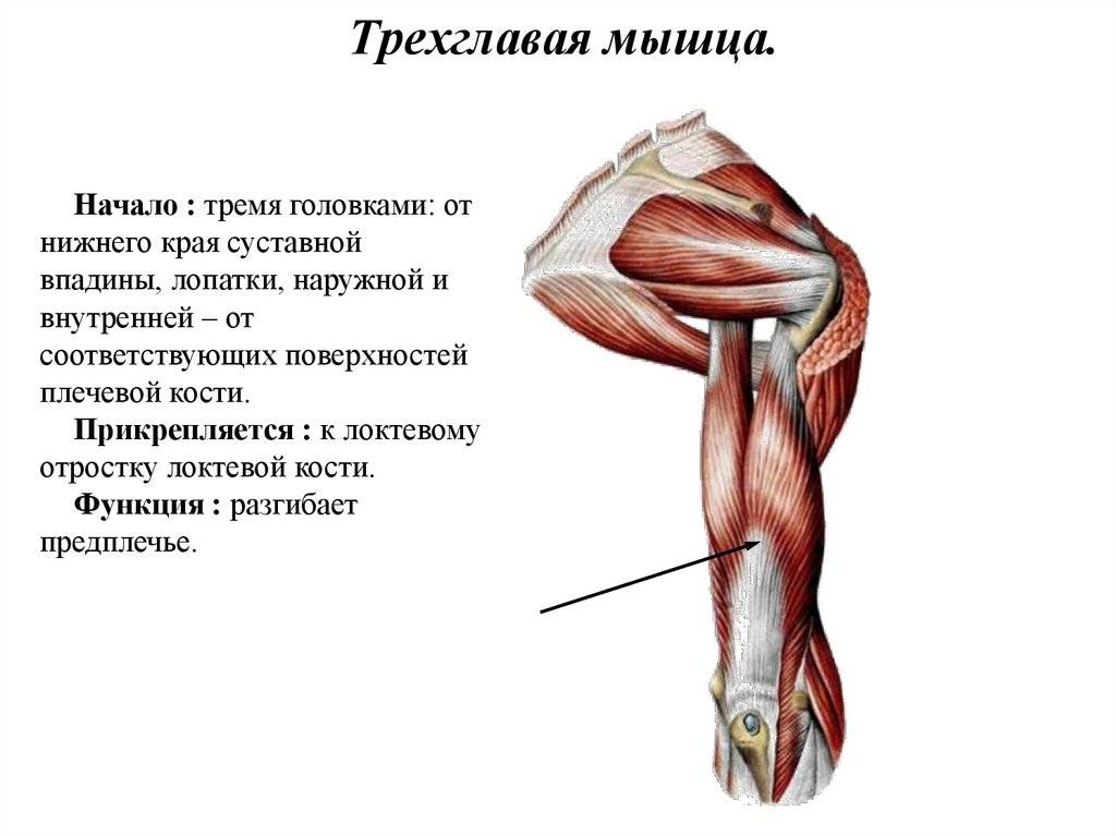 Механика мышц: основные эффективные упражнения на бицепс