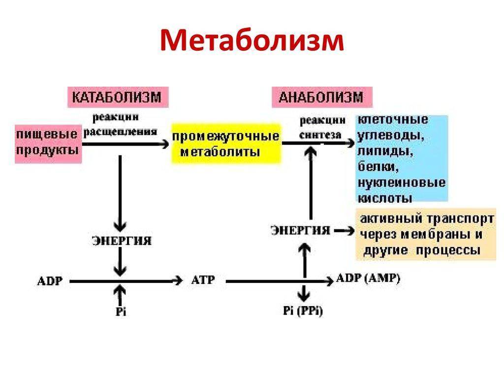Катаболизм - что это такое, общий путь и этапы процесса в организме