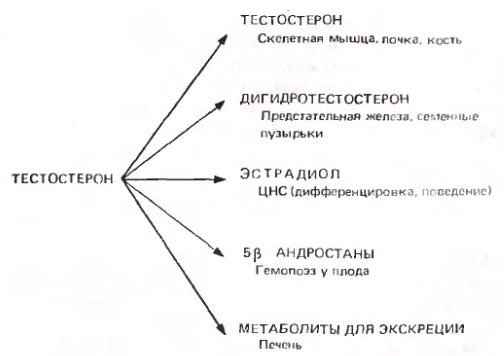 Дигидротестостерон и его роль в мужском организме