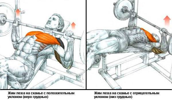 Как накачать нижнюю часть грудных мышц: эффективная тренировка