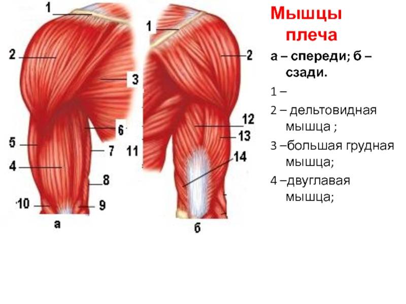 Где находится дельтовидная мышца: задняя и передняя дельтовидные мышцы, их анатомия, упражнения для развития