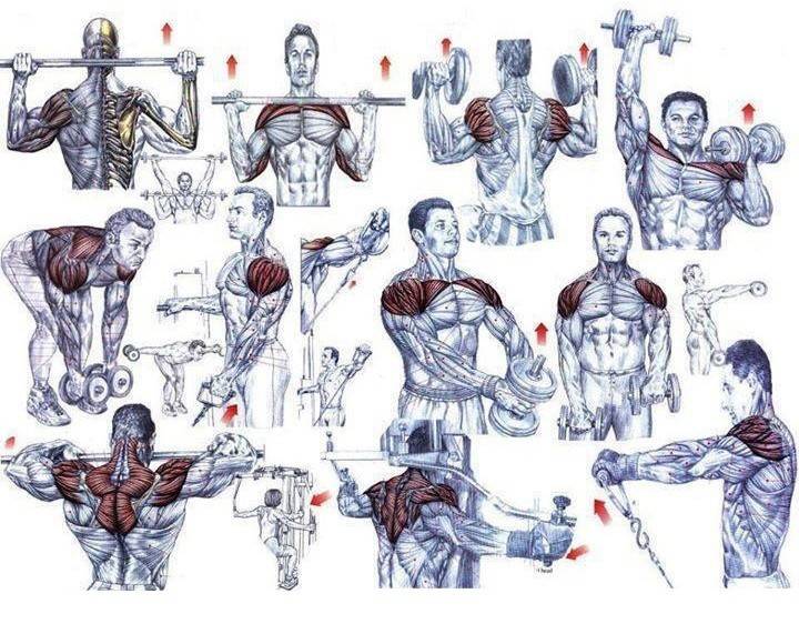 Как накачать плечи: особенности тренировки дельт