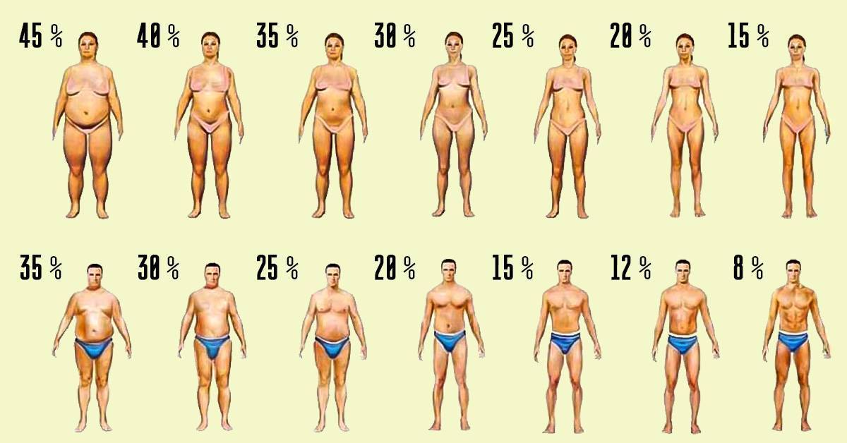 Процент жира в организме: как узнать его количество и норму в теле самостоятельно?