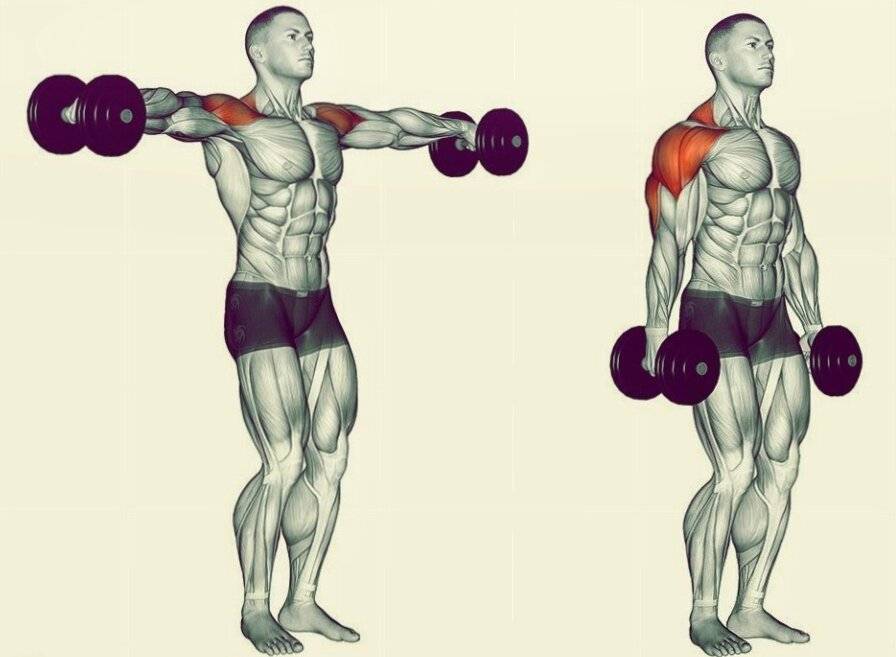 Тренировки: подробно о ширине плеч