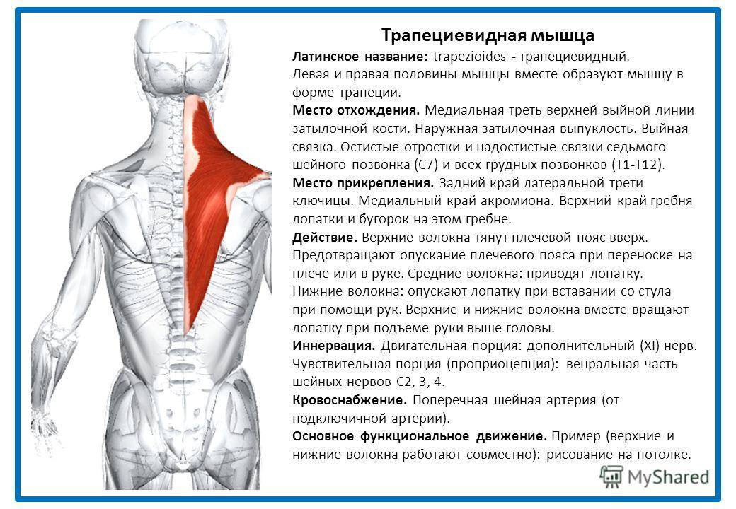 Почему левое больше правого. Места прикрепления трапециевидной мышцы. Трапециевидная мышца спины функции. Иннервация трапециевидной мышцы спины. Трапециевидная мышца место прикрепления спереди.