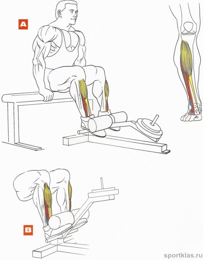 Подъемы на носки стоя и сидя: техника выполнения, работающие мышцы