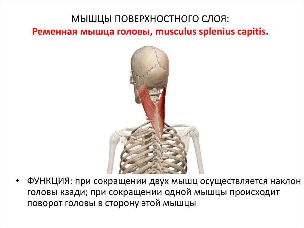 Хлыстовая травма шеи - лечение, симптомы, причины, диагностика | центр дикуля