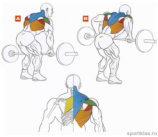 Тренировка мышц спины - тяга штанги к поясу в наклоне