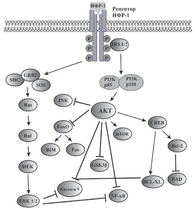 Фактор роста гормон. Инсулиноподобные факторы роста биохимия. Инсулиноподобных факторов роста (ИФР-1, ИФР-2). ИФР 1 механизм действия. ИФР 1 функции.