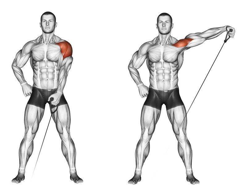 Как накачать дельтовидные мышцы: упражнения на дельты