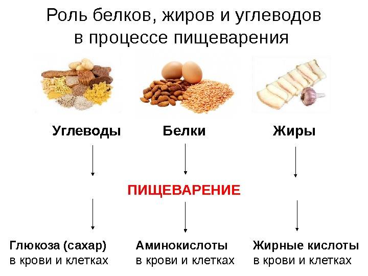 Основы правильного питания для спортсменов