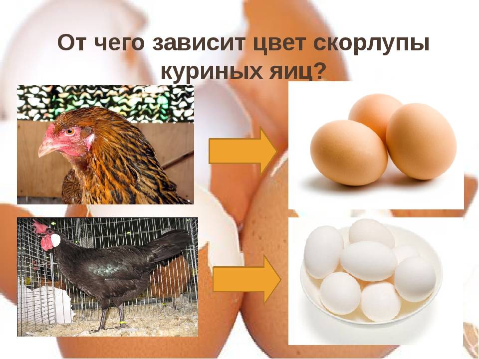 Оранжевый желток: как добиться. - статья - журнал