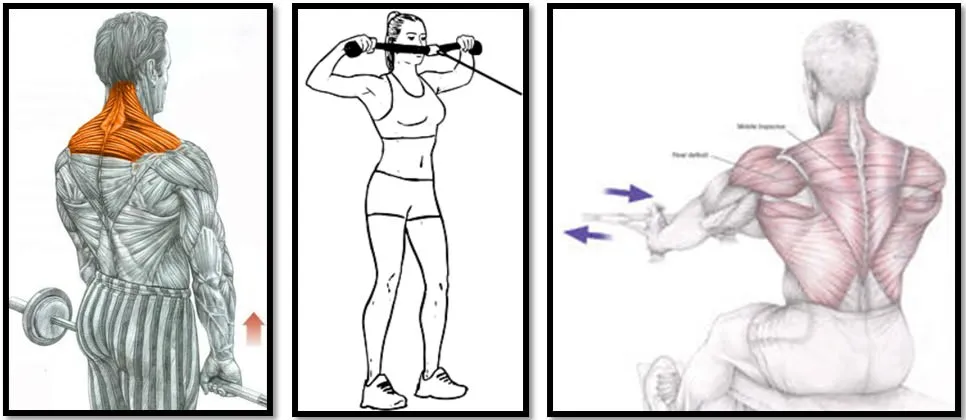 Мышцы трапеции: как накачать, упражнения для трапециевидной мышцы спины