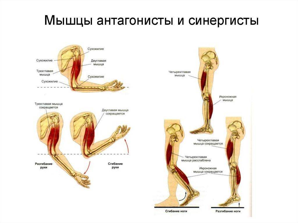 Мышцы антагонисты: упражнения на руки, ноги, грудь и спину