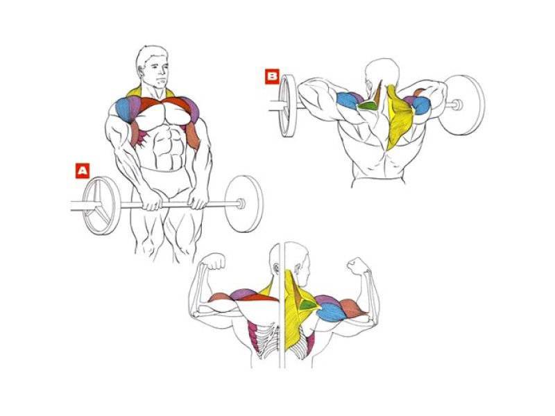 Тяга гантелей к подбородку: техника выполнения, работающие мышцы и польза упражнения
