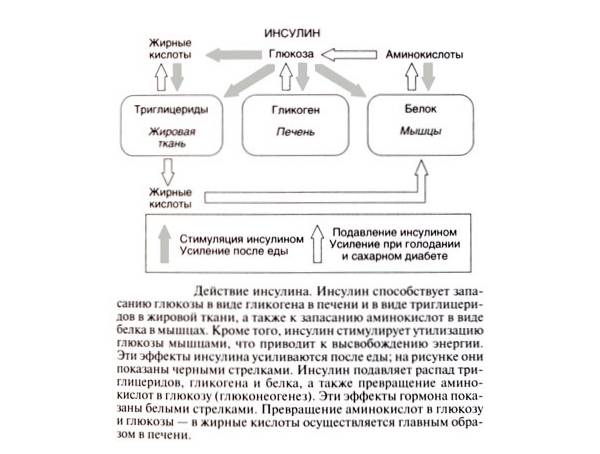 Кмн — инсулин гларгин, инструкция по применению, что лечит, кому назначают, как принимать, сколько и когда принимать, противопоказания, побочные действия, вред и польза