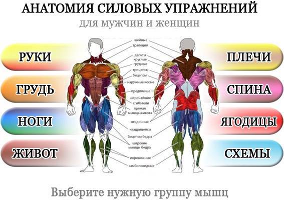 Диастаз мышц: что это такое и как с этим бороться