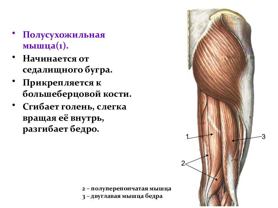 Бицепс бедра: анатомия и функции