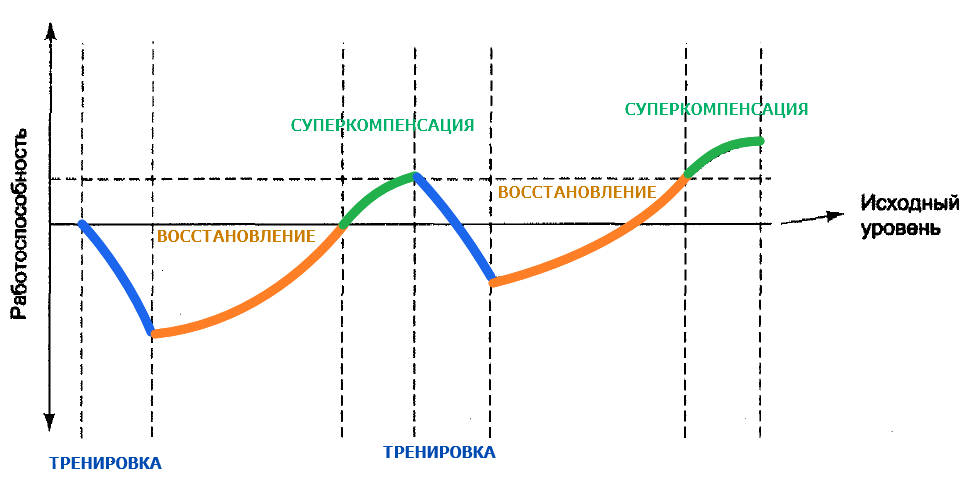 Фазы восстановления. Фазы восстановления суперкомпенсация. Фаза суперкомпенсации в спорте. Суперкомпенсация это фаза. Фаза суперкомпенсации (сверхвосстановления).