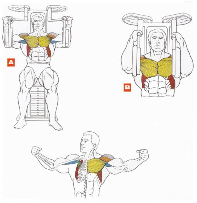 Как накачать нижнюю часть грудных мышц максимально эффективно
