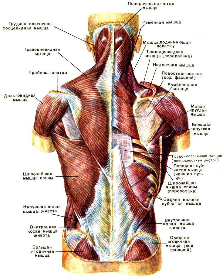 Части поясницы. Мышцы спины 2 слой анатомия человека. Мышцы спины послойное расположение.