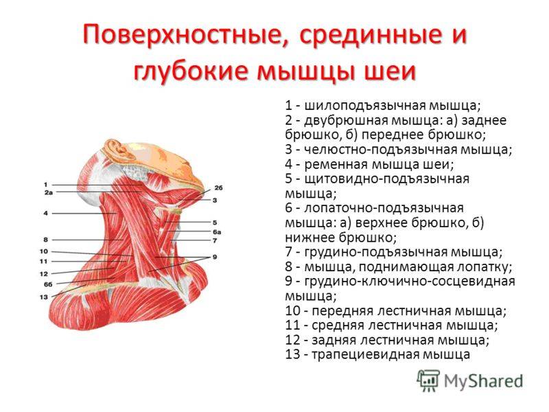 Мышцы шеи анатомия. Поверхностные срединные и глубокие мышцы шеи вид сбоку. Поверхностные мышцы шеи вид сбоку. Строение мышц шеи вид спереди. Поверхностные мышцы шеи: строение, функция..