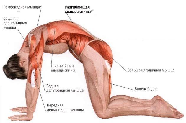 Упражнение кошка: как делать упражнение для спины, техника выполнения