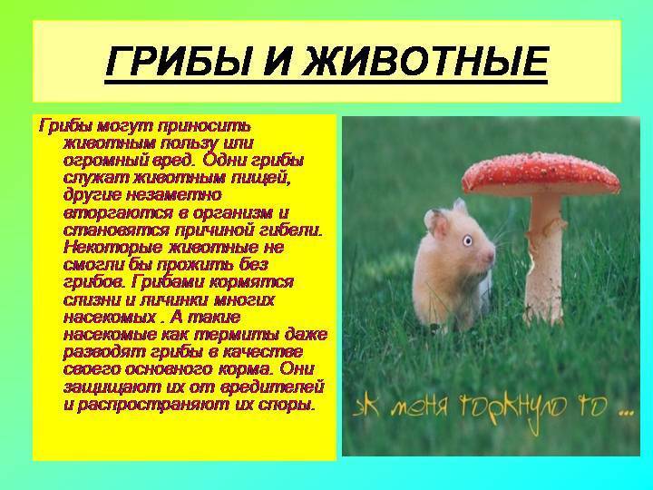 Зачем есть грибы, ведь они не перевариваются: 4 мифа об их полезности с фактами