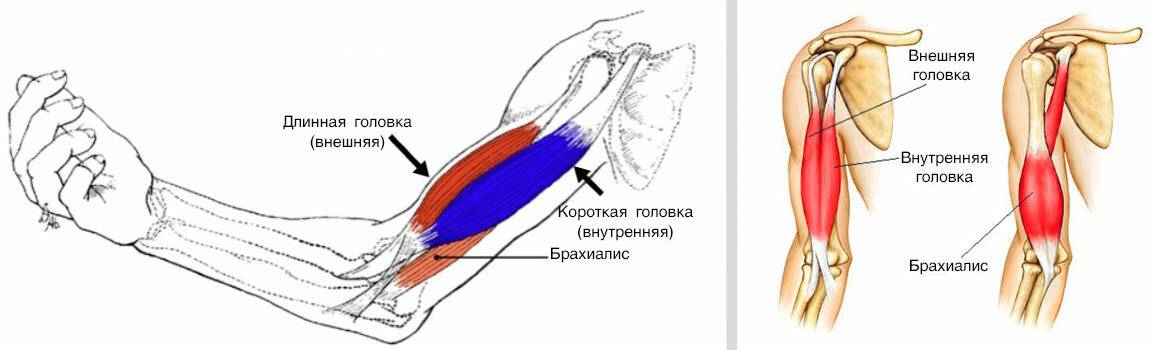 Двуглавая мышца плеча (бицепс)