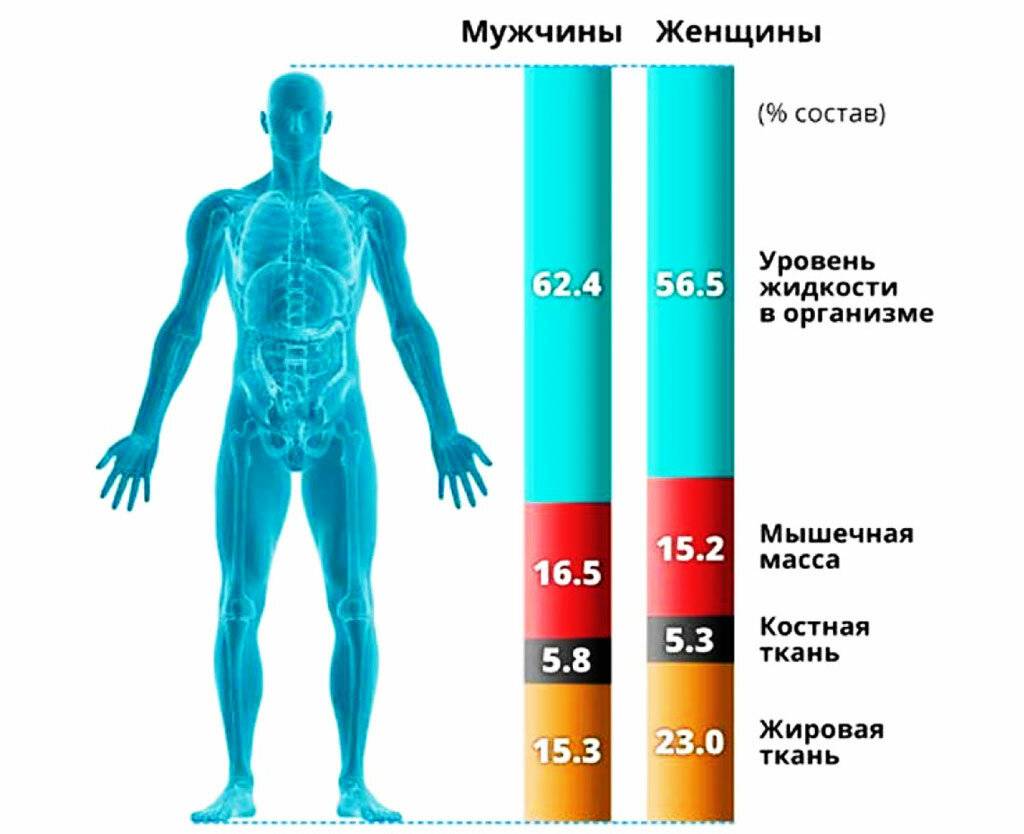 Как растут мышцы: ключевые механизмы мышечного роста - solo mag