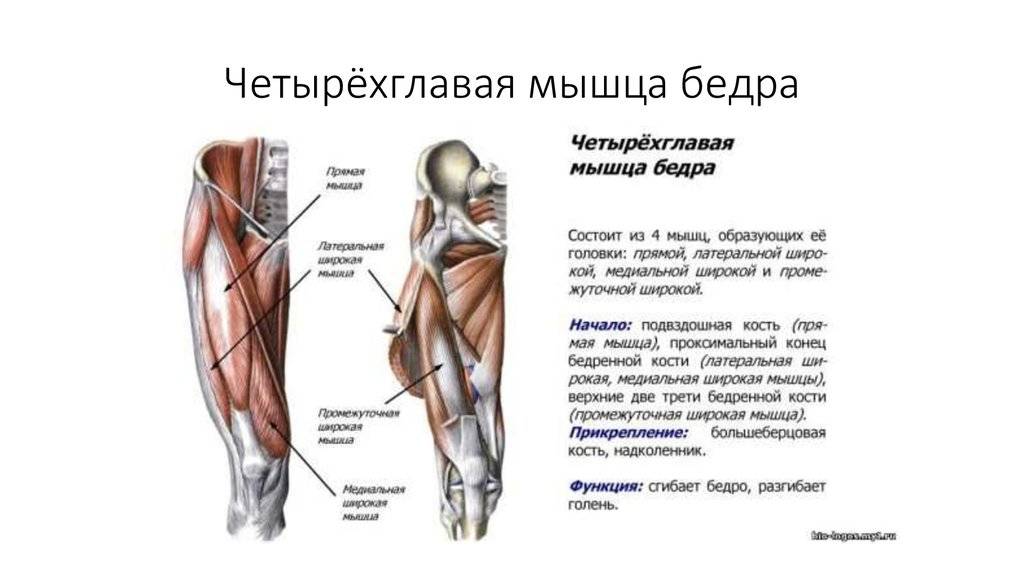 Квадрицепс: упражнения для прямой, латеральной, медиальной и промежуточной головок четырехглавой мышцы бедра