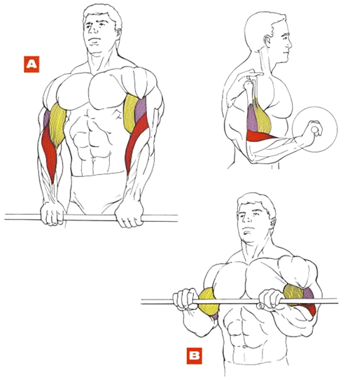 Механика мышц: основные эффективные упражнения на бицепс