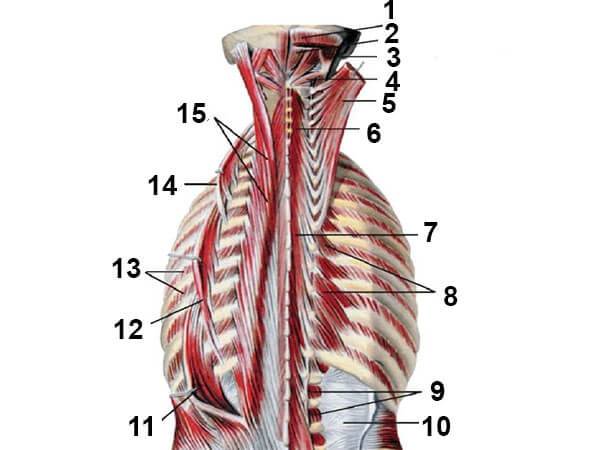 Анатомия спинных мышц