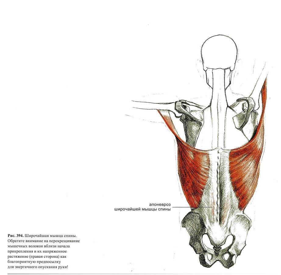 Анатомия широчайшей мышцы спины человека – информация: