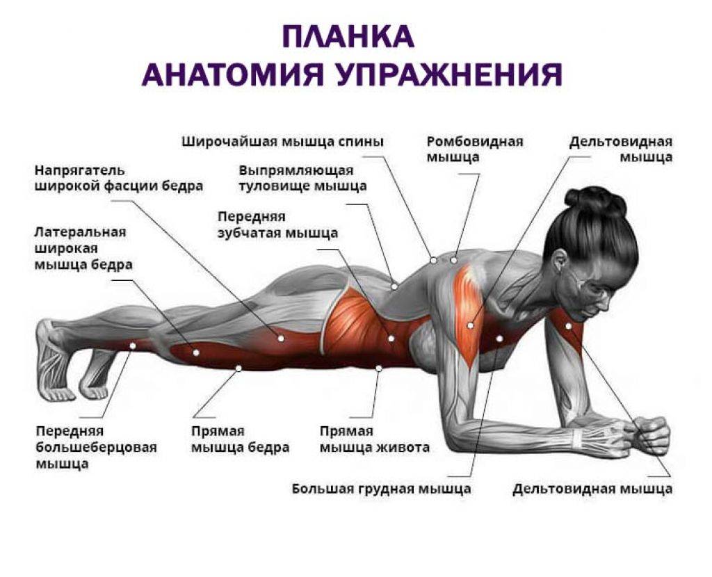 Планка при грыже поясничного отдела. Какие мышцы прорабатывает планка. Мышцы задействованные в планке. Мышцы живота.