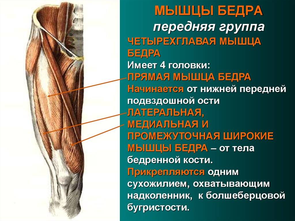Атрофия четырехглавой мышцы бедра!
