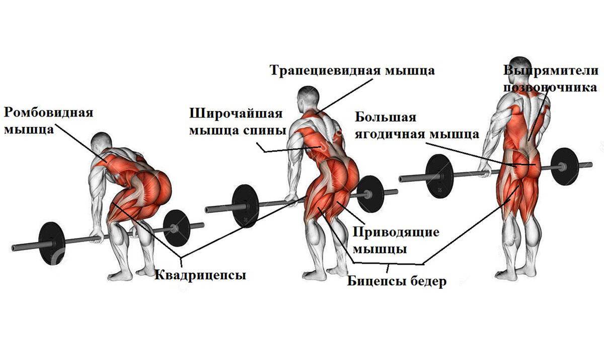 Становая тяга сумо: техника выполнения, какие группы мышц работают, лучше ли классики