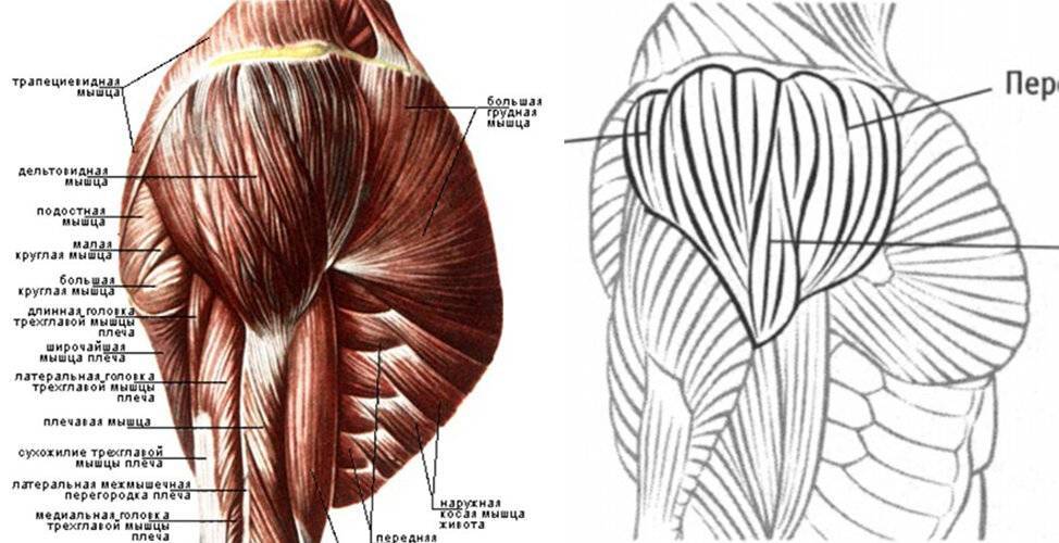 Какая мышца изображена на рисунке. Дельтовидная мышца плечевого пояса. Мышцы плечевого пояса дельтовидная мышца. Дельтовидная мышца анатомия строение. Мышцы плеча дельтовидная анатомия человека.