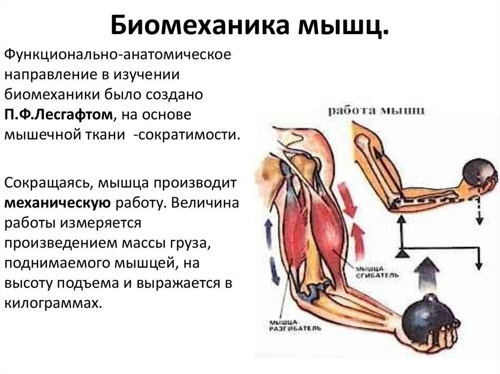 Как растут мышцы и как тренироваться, чтобы они росли? - fitlabs / ирина брехт