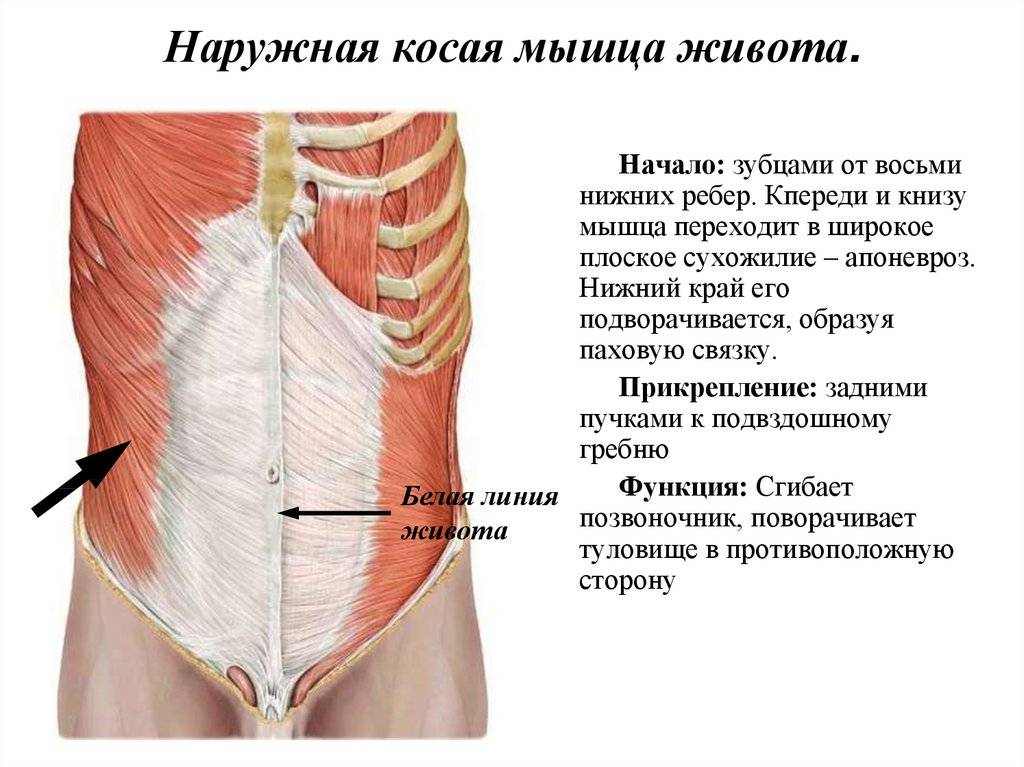 Анатомия мышц пресса | бомба тело