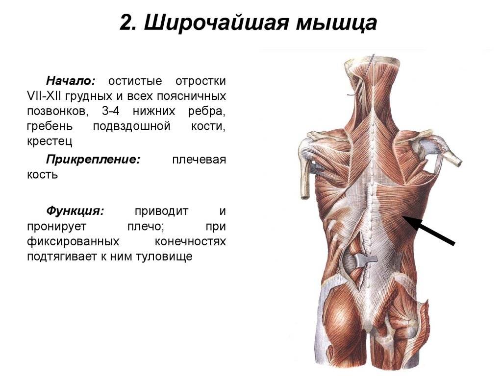 Широчайшая мышца спины: анатомия, функции, упражнения