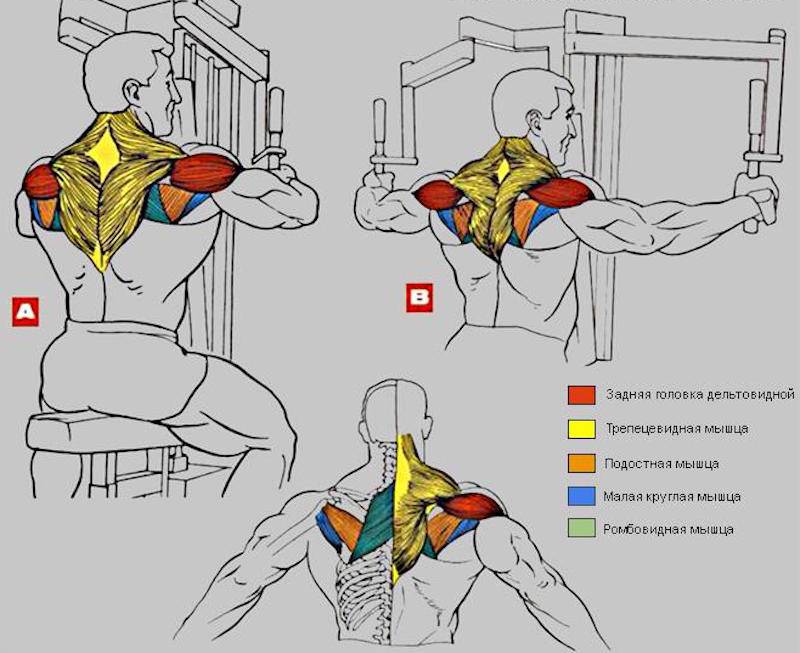 Как накачать задние дельты? упражнения для спины и плеч :: syl.ru