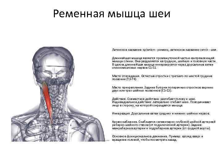 Болит голова и мышцы шеи. Ременная мышца головы иннервация. Мышцы шеи функции иннервация. Ременная мышца шеи иннервация. Ременная мышца шеи кровоснабжение.