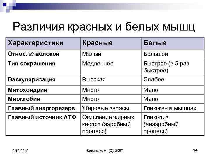 Типы мышечных волокон: отличия быстрых и медленных, их характеристика