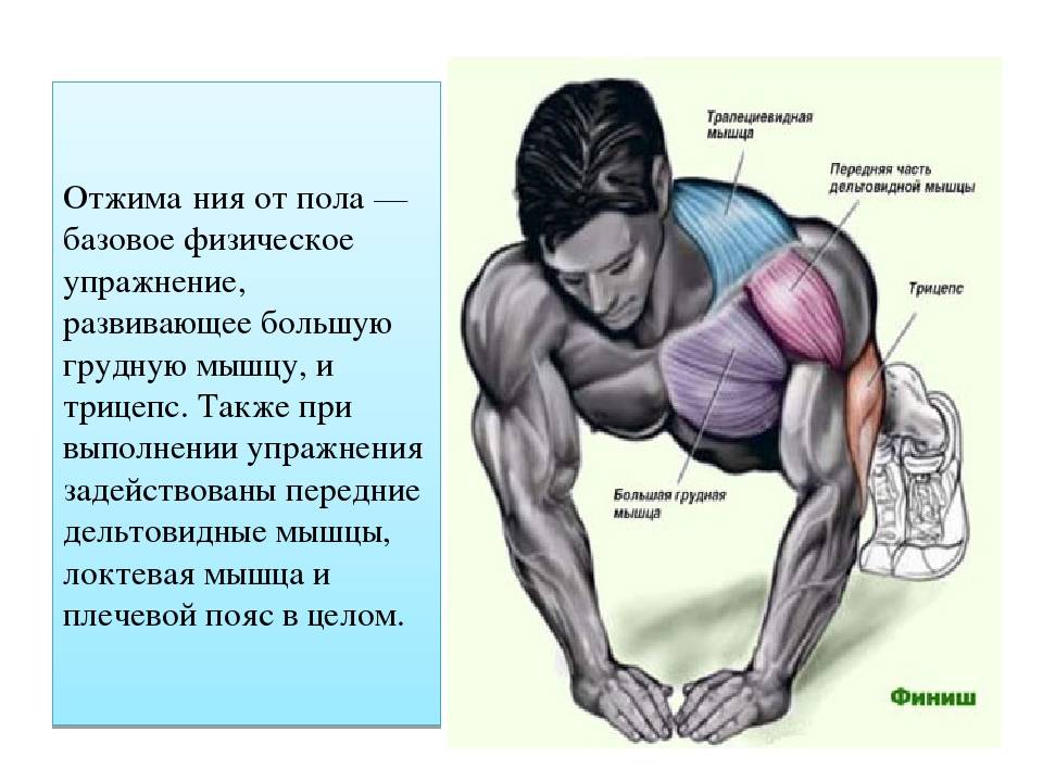Отжимания от пола: какие мышцы работают? отжимания от пола: какие мышцы работают?